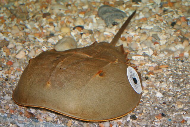A horseshoe crab sporting a census tag. — Maritime Aquarium photo
