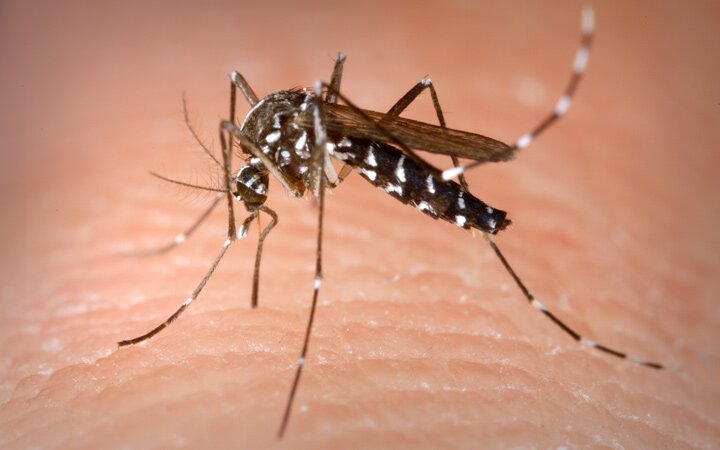 Mosquitoes have tested positive for West Nile Virus in Weston and Easton this year.