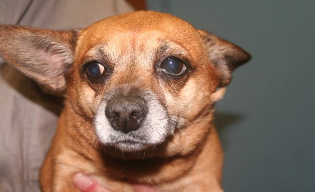 This good-natured Chihuahua was found in Weston.